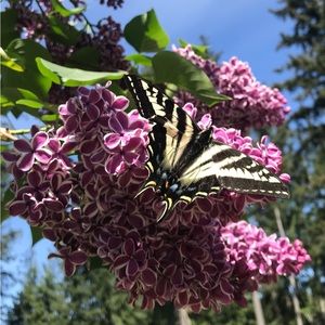 Meet your Posher, Sienna